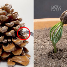 Boxlapse Pinecone Seed 300-Day Time-Lapse