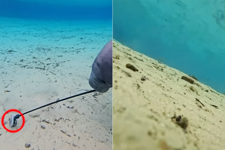 Manatee Steals Diver GoPro Camera