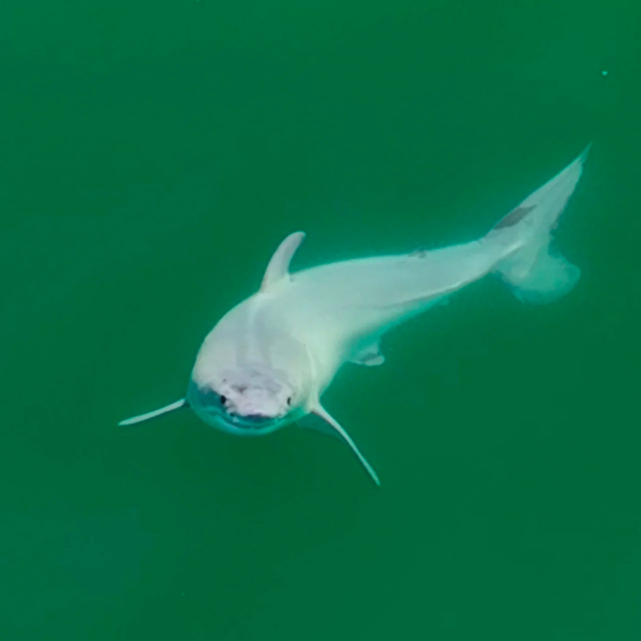 Drone First Images Newborn Great White Shark
