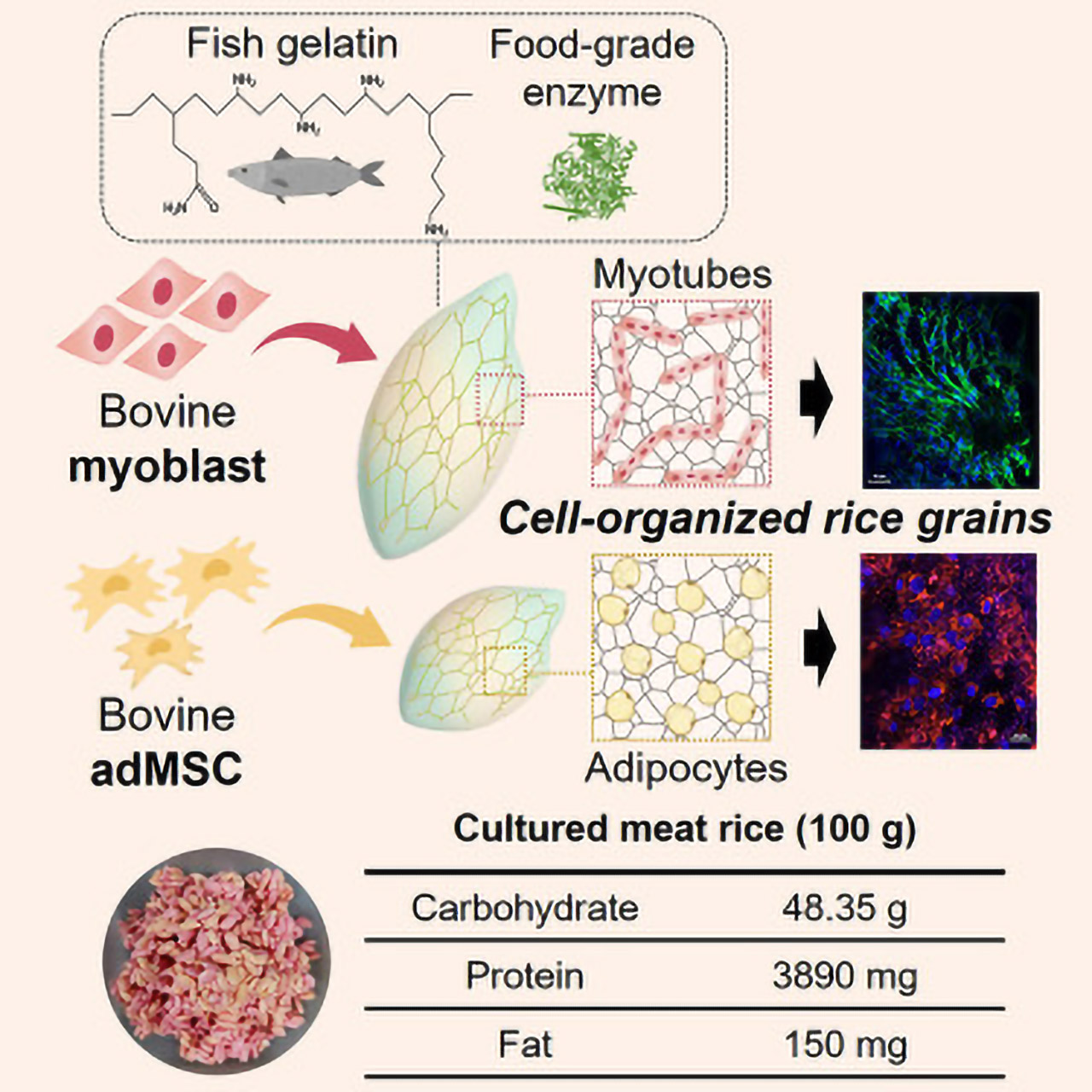 Beef Cell Rice Protein Astronaut