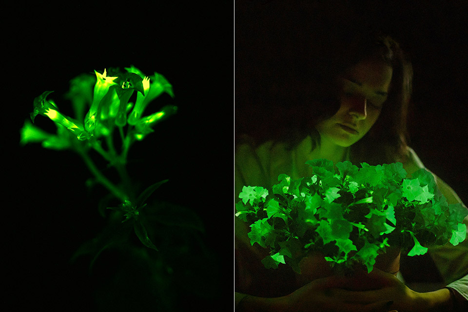 Light Bio Bioluminescent Firefly Petunias Glowing