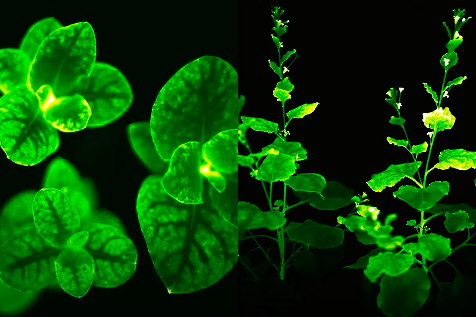 Light Bio Bioluminescent Firefly Petunias Glowing