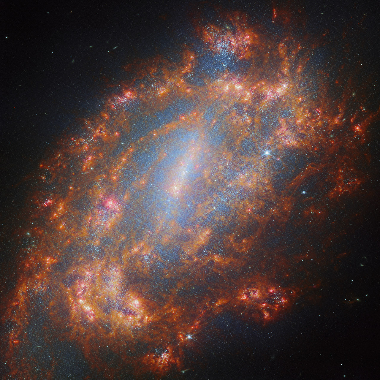 James Webb Space Telescope Barred Spiral Galaxy NGC 1559