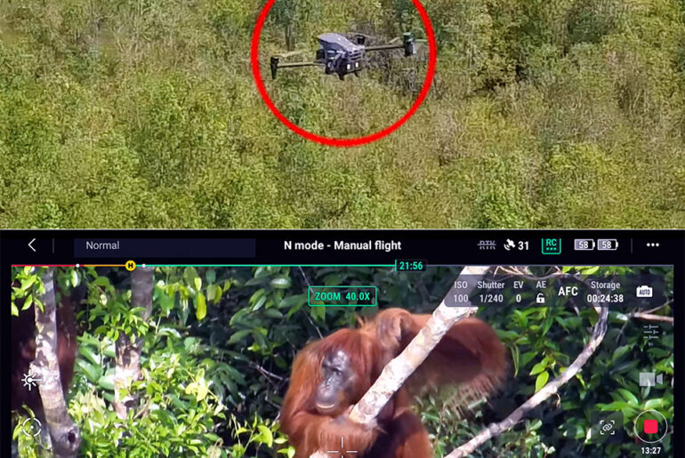 DJI Drones Save Orangutans