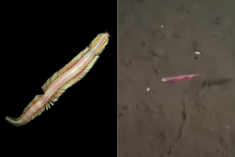 Magic Carpet Deep Sea Worm