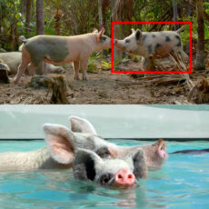 Robot Pig Swimming Pigs Bahamas
