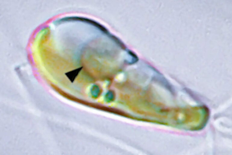 Scientist Two Lifeforms Merging Primary Endosymbiosis