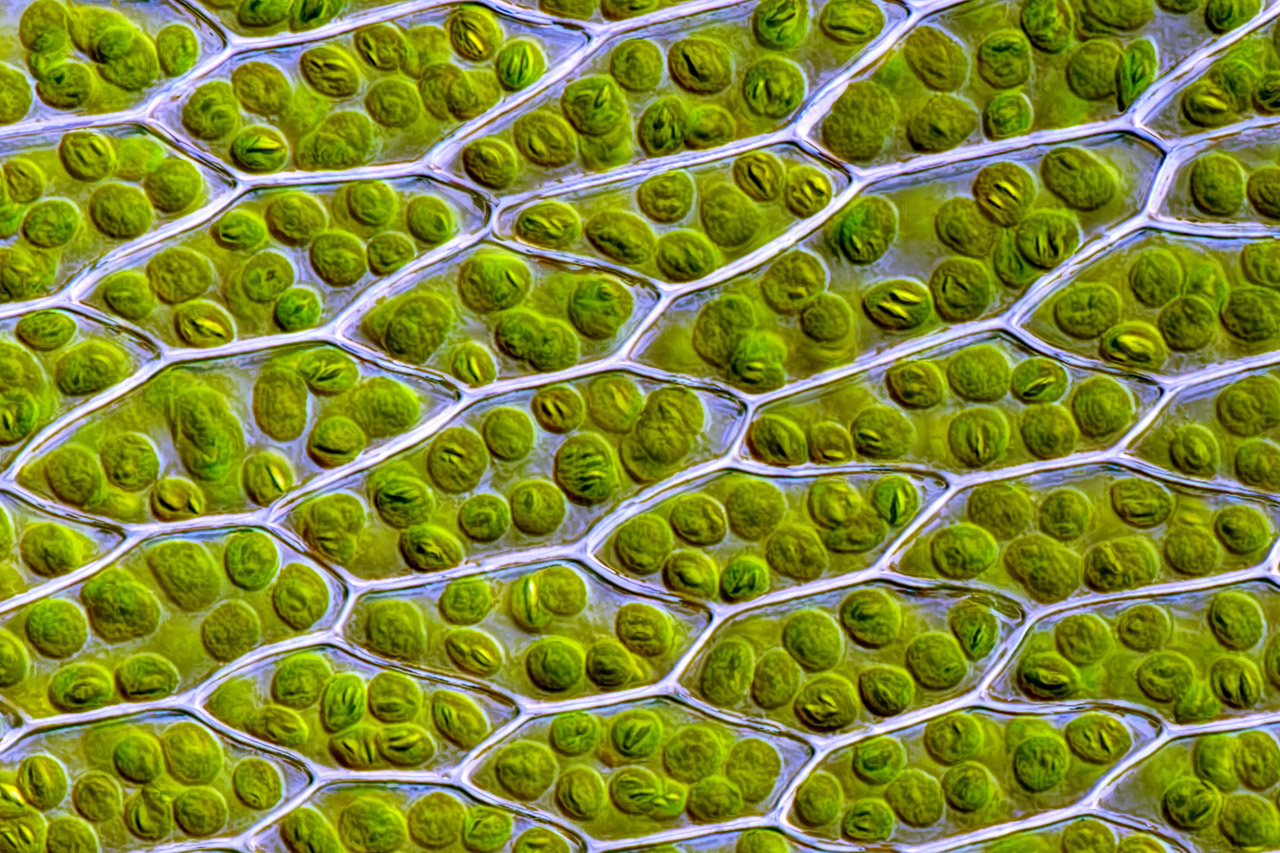 Scientist Two Lifeforms Merging Primary Endosymbiosis