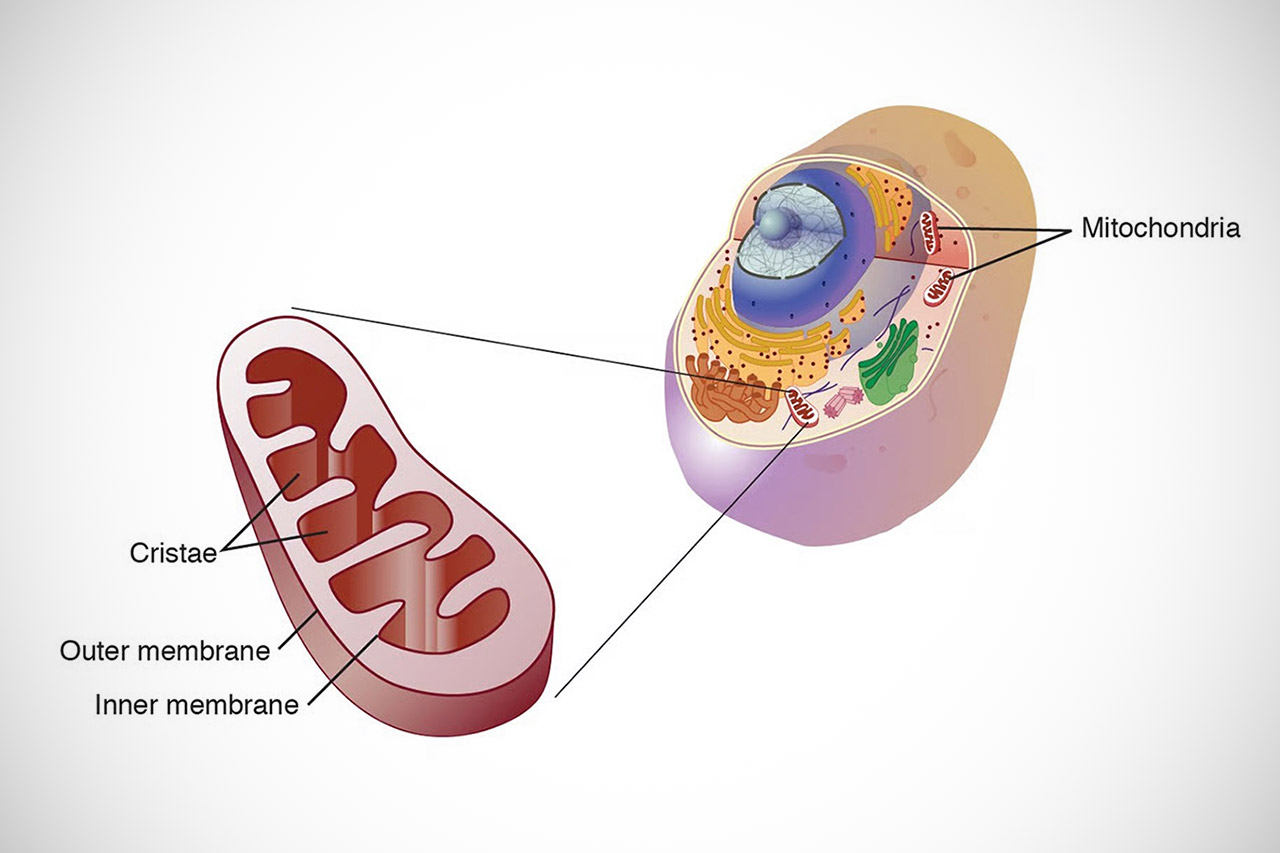 Scientist Two Lifeforms Merging Primary Endosymbiosis