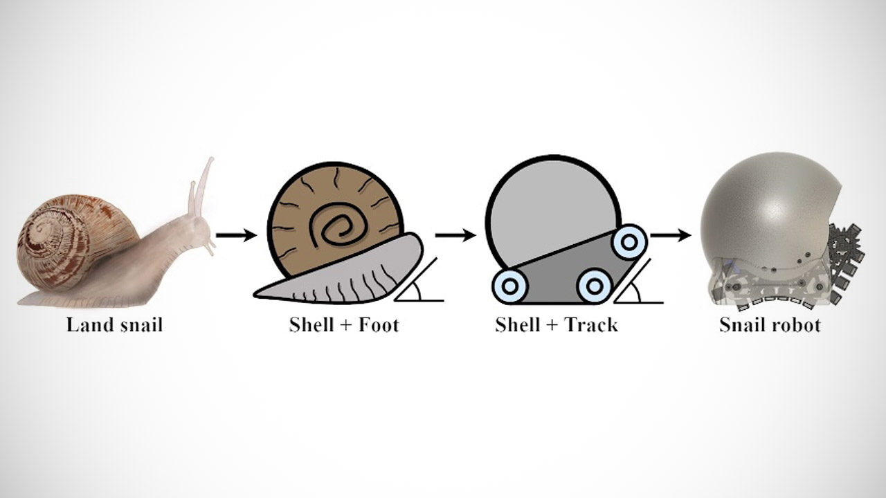 Snail-Like Robotic Swarm