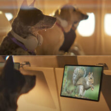 BARK Air Airline for Dogs