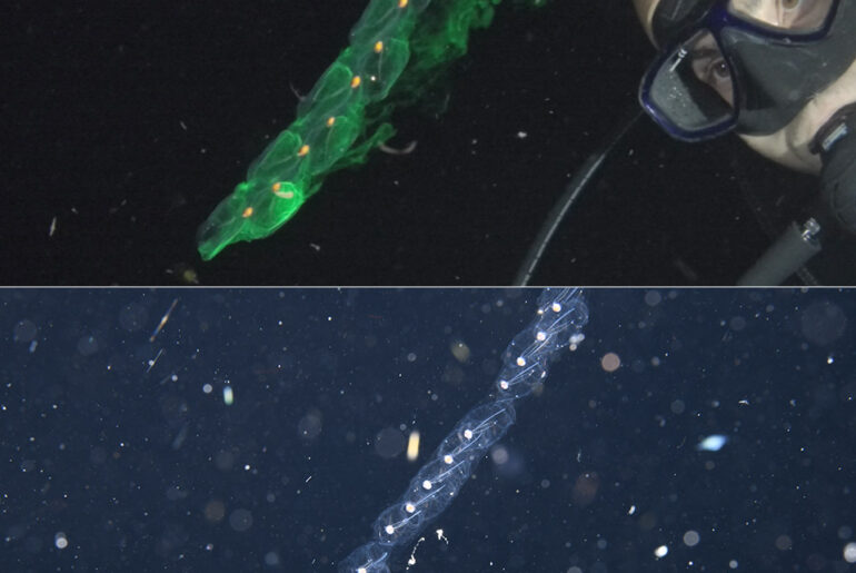 University of Oregon Salps Deep Sea Robot Development