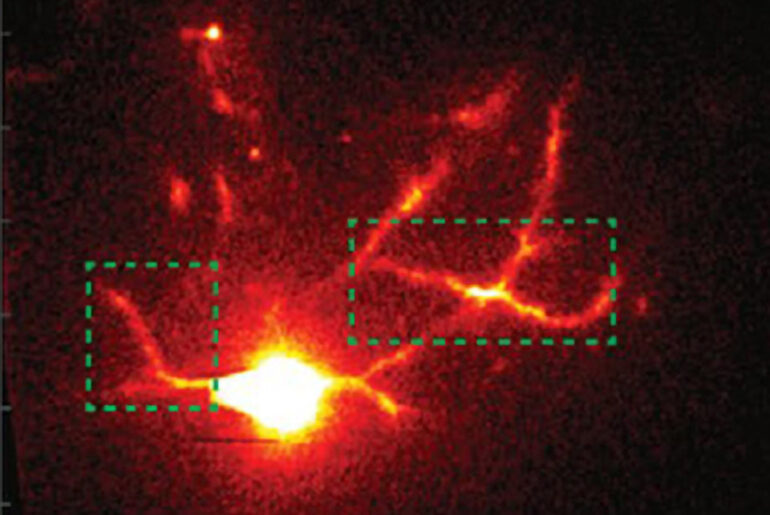 MIT mosTF Microscope Technology Synapses Neuron Living Brain