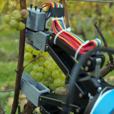 Extend Robot Pick Grapes Vineyard