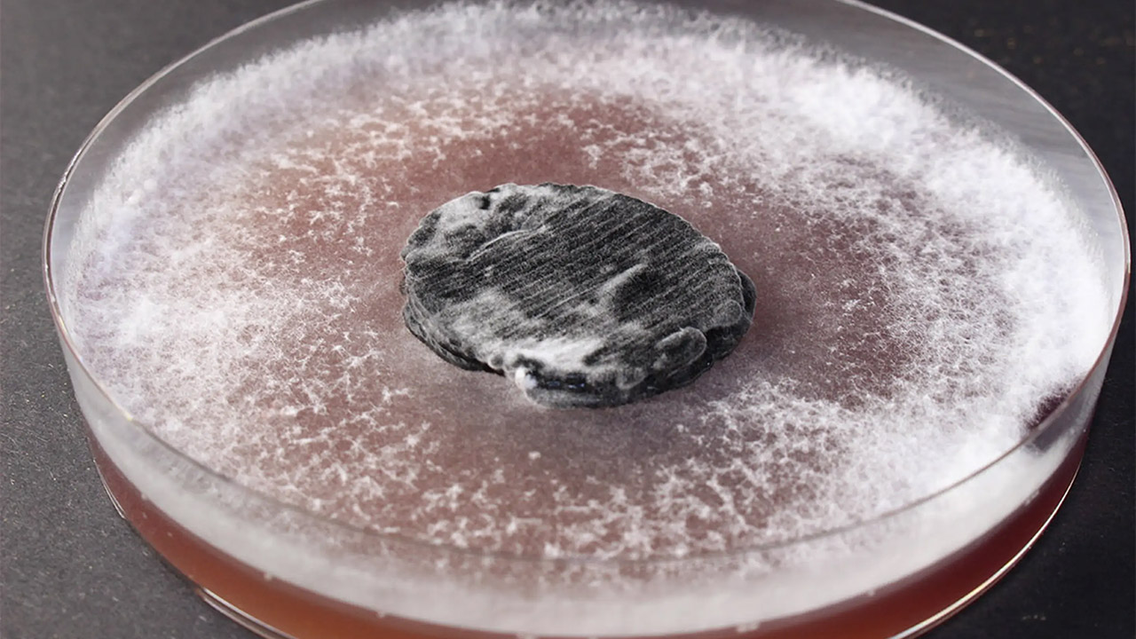 3D-Printed Fungal Battery