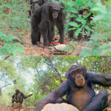 Spy Tortoise Chimpanzees BBC