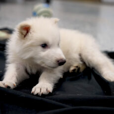 Colossal Biosciences Rebirth Extinct Dire Wolf CRISPR