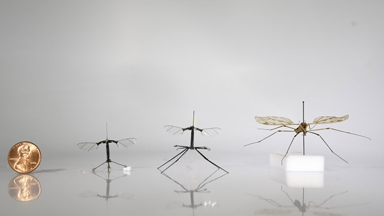 Harvard RoboBee Micro Robot Crane Fly Legs