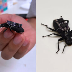 Cyborg Beetle Robot