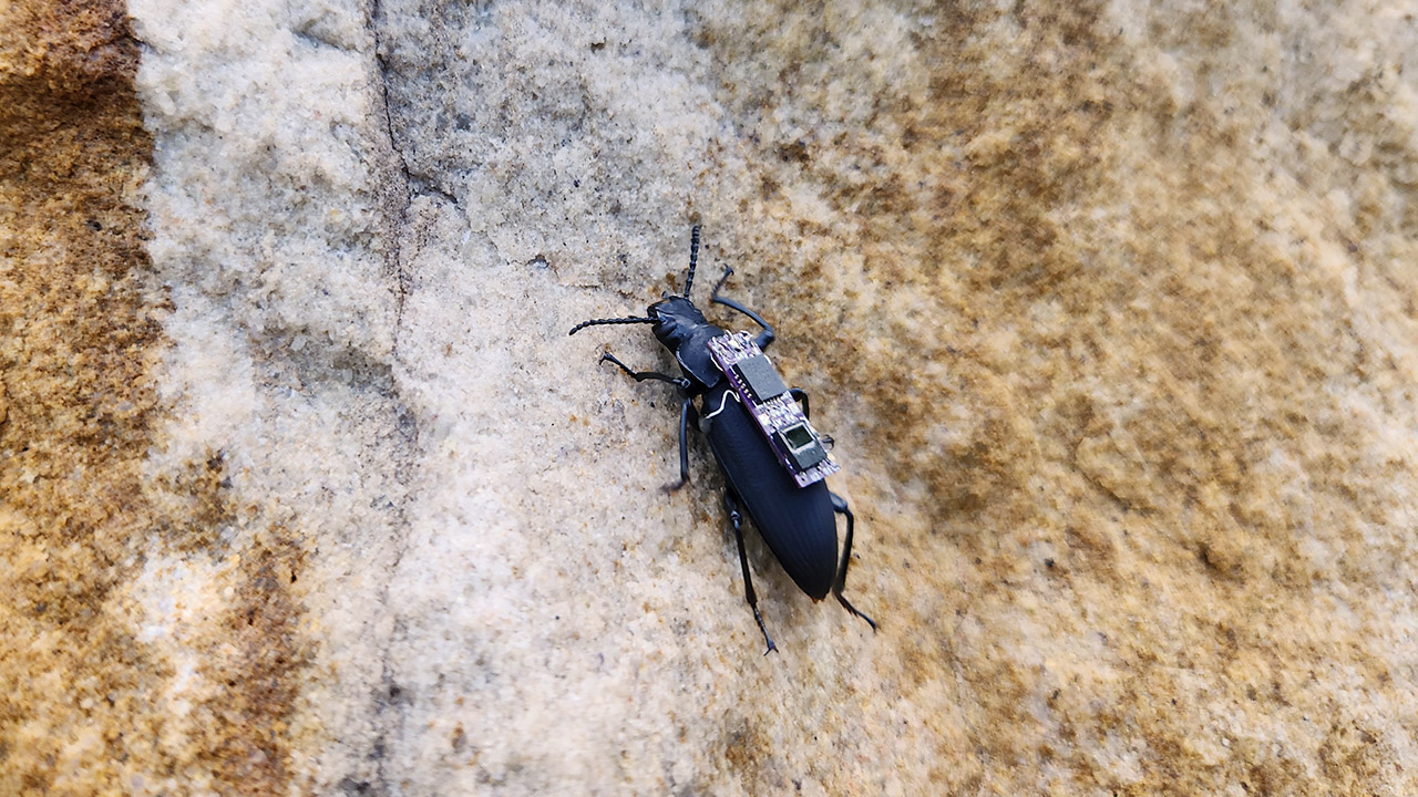 Cyborg Beetle Robot