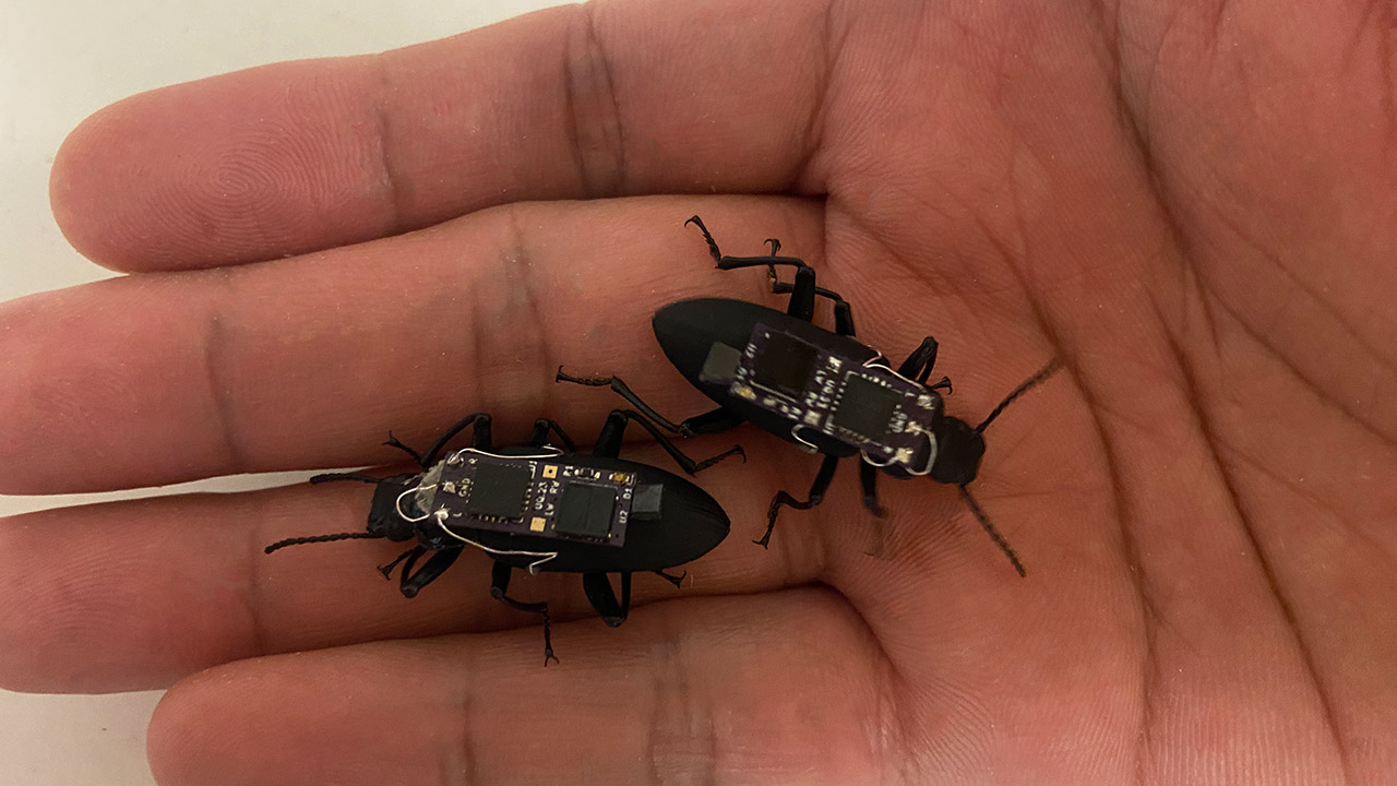 Cyborg Beetle Robot