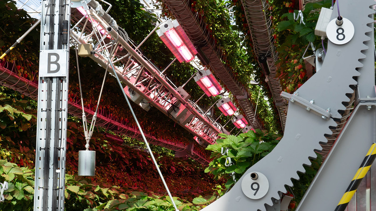 Dyson Farming Strawberries