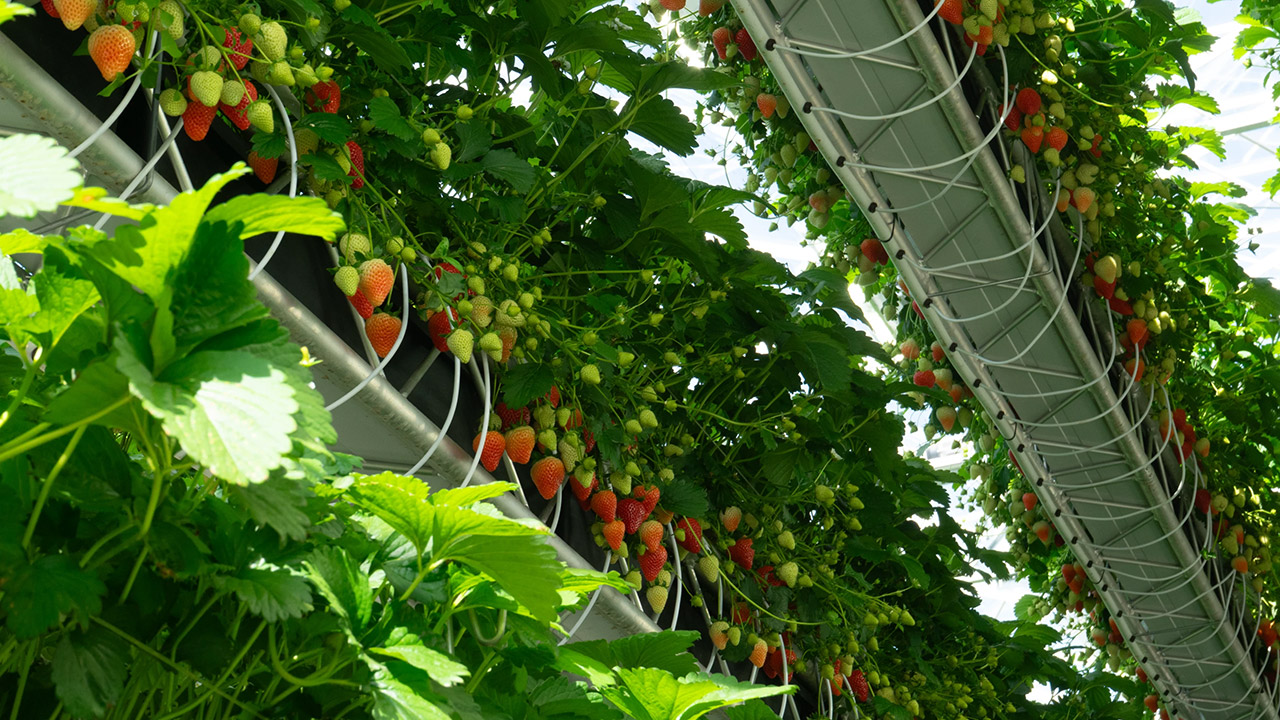 Dyson Farming Strawberries