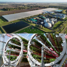 Dyson Farming Strawberries