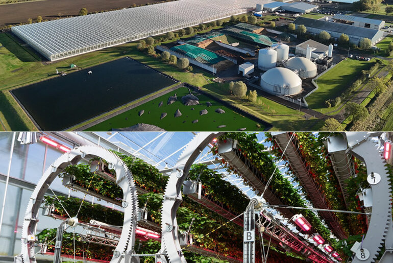 Dyson Farming Strawberries
