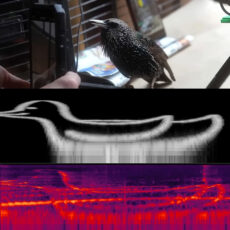 The Mouth Starling Bird Sing Digital Art PNG File