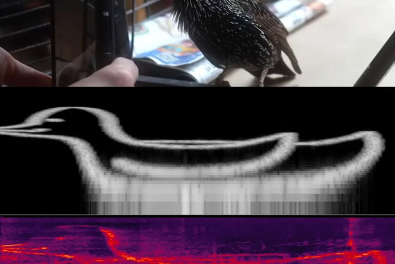 The Mouth Starling Bird Sing Digital Art PNG File