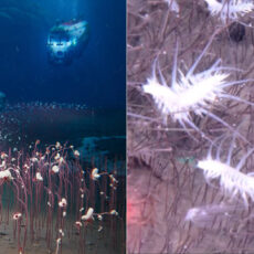 Fendouzhe Submersible Aleutian Trenches Deep Sea Life