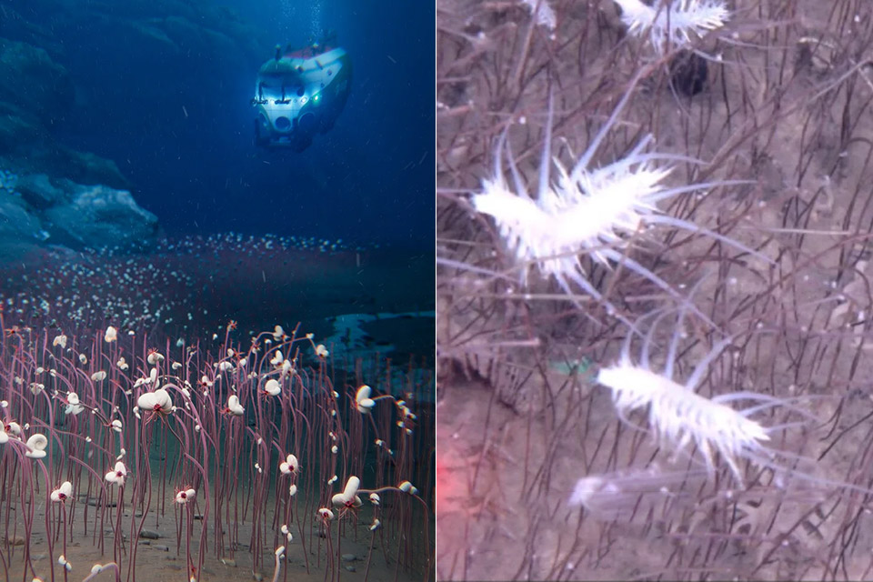 Fendouzhe Submersible Aleutian Trenches Deep Sea Life