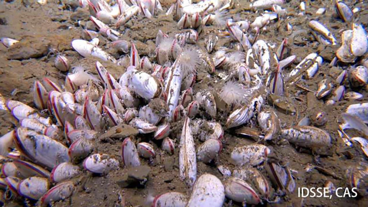 Fendouzhe Submersible Aleutian Trenches Deep Sea Life