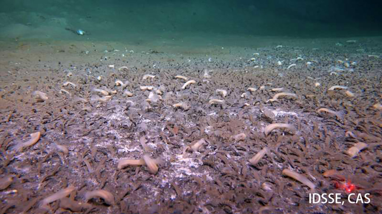 Fendouzhe Submersible Aleutian Trenches Deep Sea Life