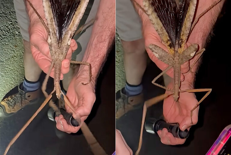 Australia Queensland Giant Stick Insect Acrophylla Alta