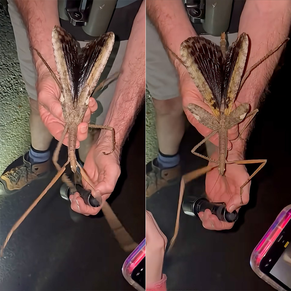 Australia Queensland Giant Stick Insect Acrophylla Alta