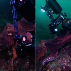 Giant Pacific Octopus Diver Camera Selfie