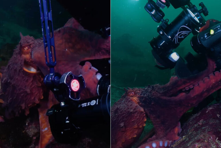 Giant Pacific Octopus Diver Camera Selfie