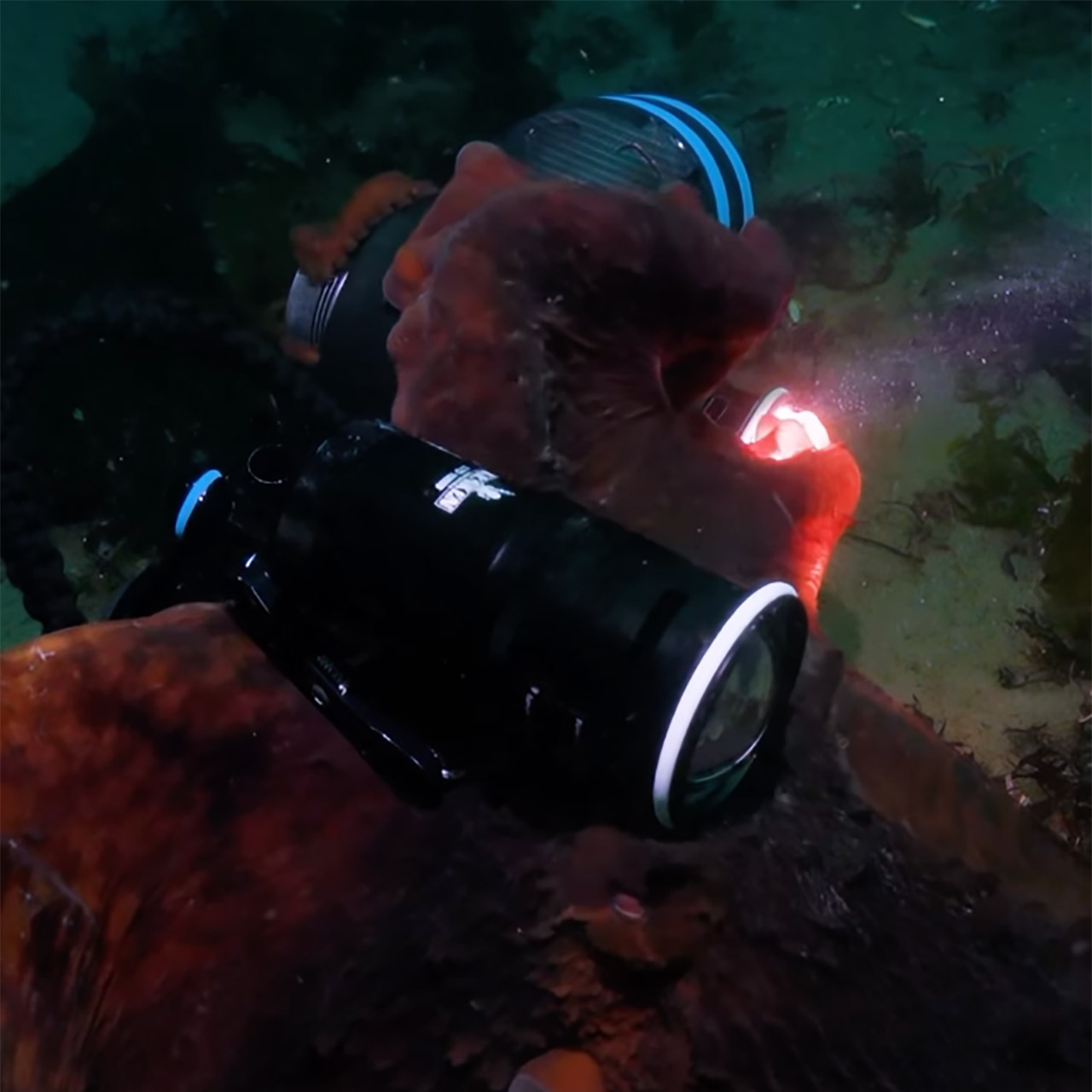 Giant Pacific Octopus Diver Camera Selfie