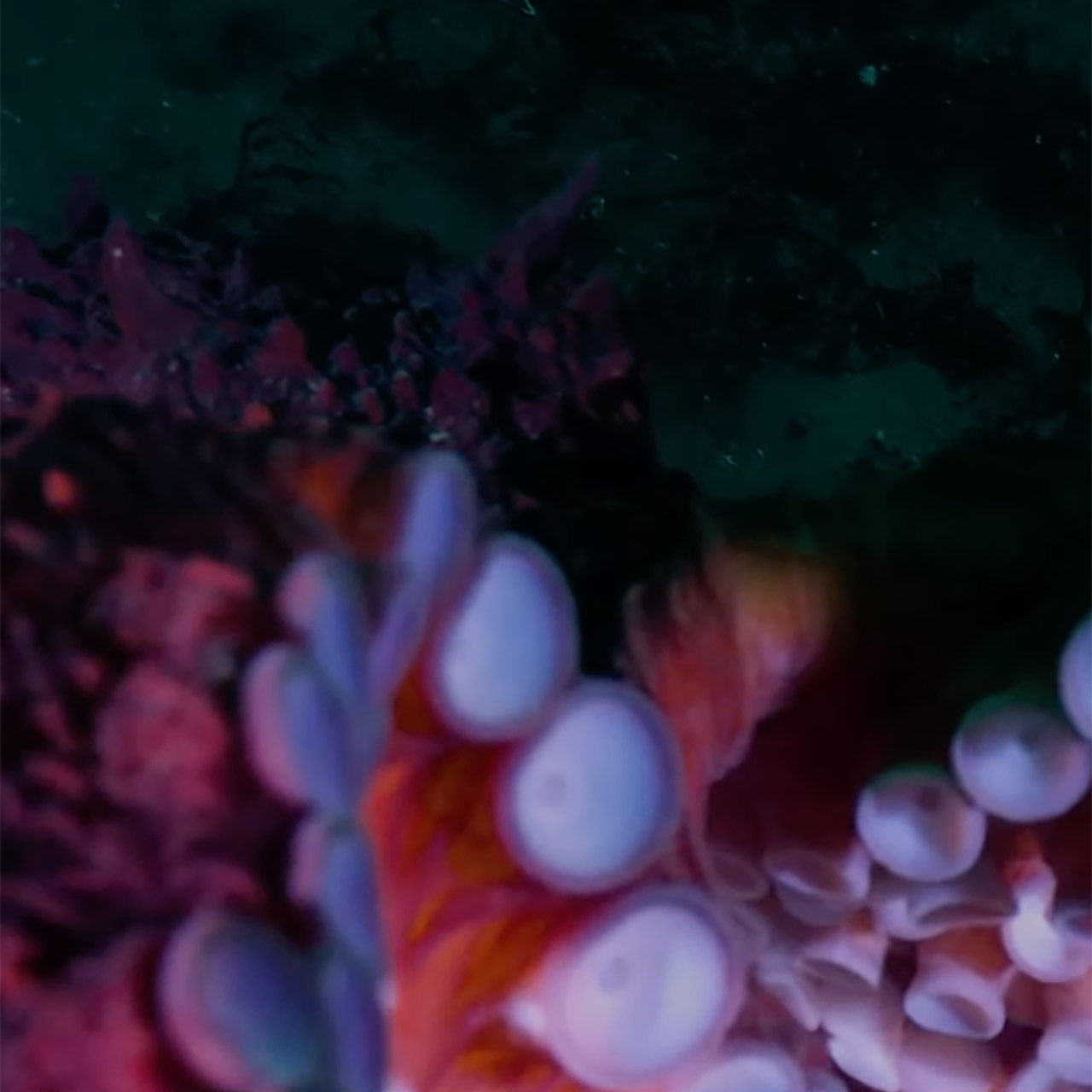 Giant Pacific Octopus Diver Camera Selfie
