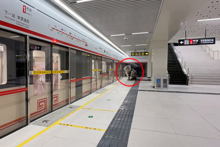 DIY Subway System Cats