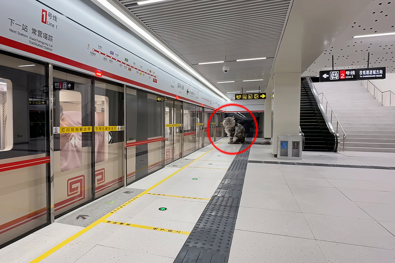 DIY Subway System Cats