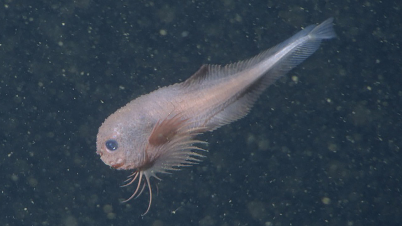 MBARI Deep Sea Snailfish Bumpy