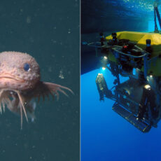MBARI Deep Sea Snailfish Bumpy