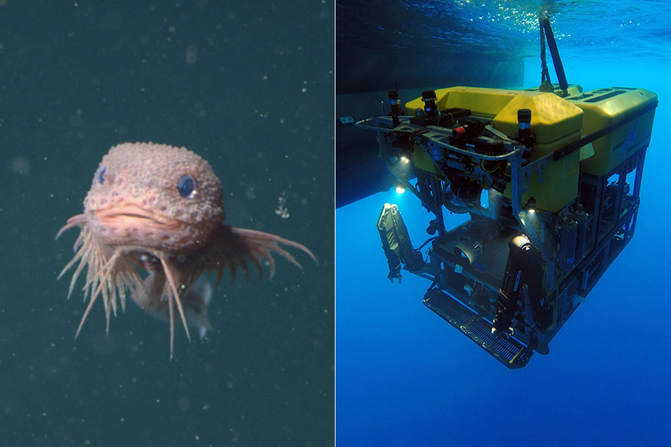 MBARI Deep Sea Snailfish Bumpy