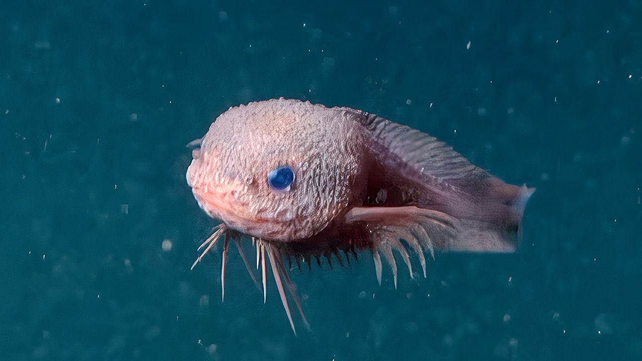 MBARI Deep Sea Snailfish Bumpy