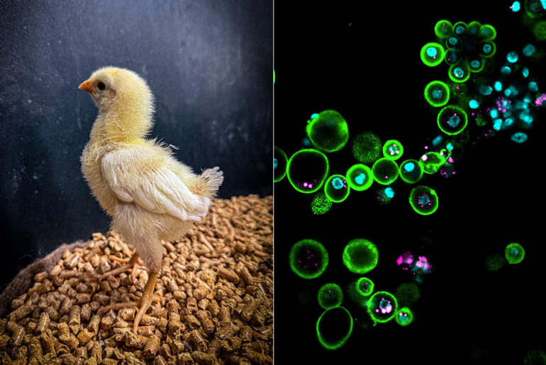 Colossal Biosciences Revive Dodo Bird