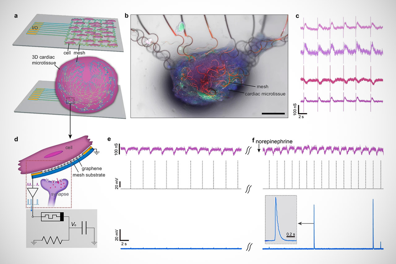 Artificial Neuron Electrical Signal
