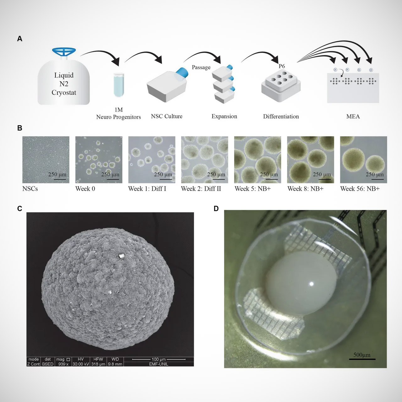 Final Spark Human Brain Computer Biocomputing